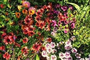 Colorful flower bed with a mix of vibrant blossoms. Sunny day in the garden, showcasing the beauty of nature and horticulture photo