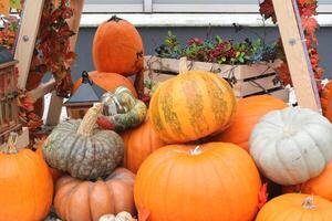 Autumn harvest display with pumpkins, gourds, and fall decorations. Festive seasonal arrangement showcasing the bounty of the harvest. photo