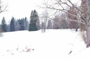 Winter landscape featuring snow-covered field with a distant forest. Tranquility of a winter day, the vast expanse of white and the subtle textures of the snow. Concept of leisure activity on open air photo