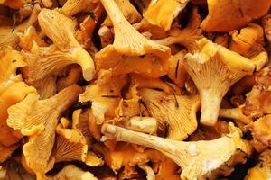Chanterelle mushrooms, close-up photograph. Golden mushrooms with a distinctive trumpet shape and wavy edges. Wild food, fungi, and nature photography photo