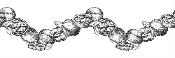 seamless pattern of walnuts. Border of open walnut kernel, whole walnut. Design for packaging of nut paste, liqueur or oil. Black and white sketch isolated on white background. Engraving style. vector