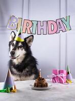 Dog birthday concept with malamut and cake photo
