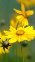 Honey bee collecting pollen on a bright yellow flower. Coreopsis. Vertical video