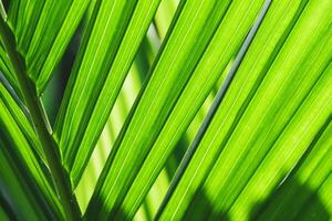 Close-Up of Vibrant Green Palm Leaves with Sunlight Highlighting Natural Patterns and Textures in a Tropical Setting photo