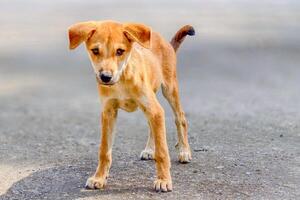 Adorable Brown Puppy Standing on a Sunlit Pathway with Curious Expression and Floppy Ears in a Natural Outdoor Setting photo