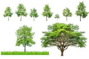 Collection of Isolated Green Trees on White Background Showcasing Various Growth Stages and Types for Nature and Botanical Design Concepts photo
