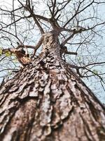 Majestic View of a Tall Tree with Textured Bark Reaching Towards the Sky in Early Spring photo