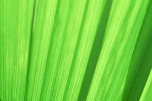 Close-Up of Vibrant Green Palm Leaf with Sunlight Creating Natural Patterns and Textures in Tropical Environment photo