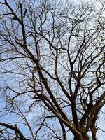 Leafless Tree Branches Against a Clear Blue Sky Capturing the Essence of Winter's Stark Beauty and Natural Simplicity photo