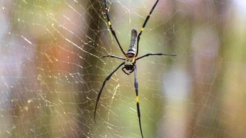 Giant wood spider in its web net in Khao Lak in Thailand. video