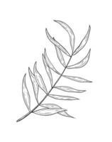 tropical twig. Black and white hand drawn graphics. Illustration of tropical twig with leaves for design and decoration. Palm, tropics, exotic, realistic botanical drawing. vector