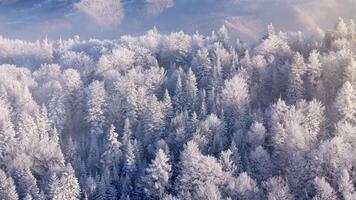 Aerial view of a forest covered with frost on the mountain slopes video