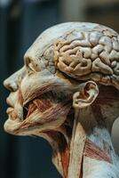 Anatomical model showing brain and some neck muscles photo