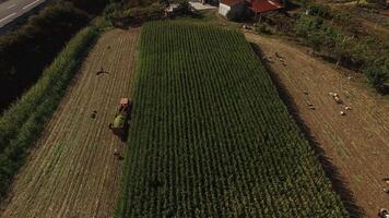 Aerial view of tractor corn harvesting in a field video