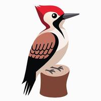 Woodpecker illustration design. vector