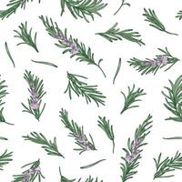 Herbal seamless pattern with rosemary sprigs on white background. Backdrop with blooming fragrant herb. Elegant illustration in vintage style for wrapping paper, fabric print, wallpaper vector
