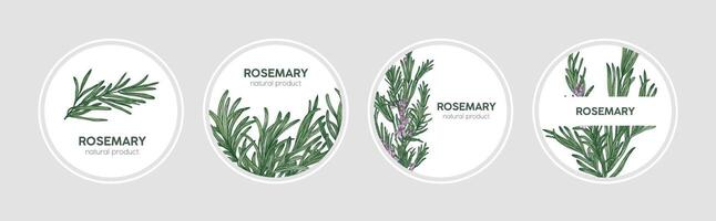 Collection of round labels decorated with rosemary sprigs. Set of beautiful circular tags with fragrant spicy culinary herb and place for text. Natural illustration in elegant antique style vector