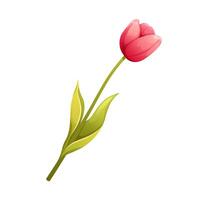Bright pink tulip on white background. Isolated floral element for spring vector