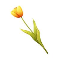 Yellow tulip on white background. Isolated floral element for spring vector