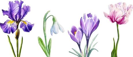 Watercolor spring flowers set isolated crocus, tulip, iris, snowdrop hand drawn botany vector