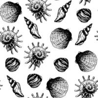 Outline sea shells seamless pattern hnd drawn summer background for decor vector