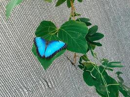Vibrant blue morpho butterfly rests delicately on lush green leaves, contrasting beautifully with textured background. Scene evokes sense of tranquility and showcases delicate beauty of nature photo