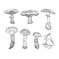 composition of pine needles and a set of mushrooms, the set is drawn in the Garifesque style. Fly agarics, porcini mushrooms. vector