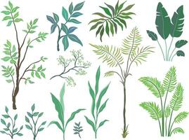 Set of palm trees and plants on white background vector
