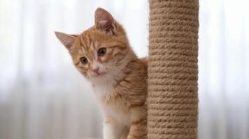 A cute little ginger kitten sits next to a scratching post on a light background. video