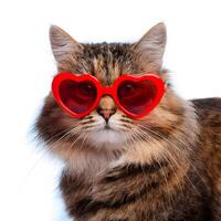 A fluffy cat stands alone wearing heart-shaped red sunglasses on white background. photo