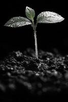 Dew-Kissed Sprout Emerging from Dark Soil photo