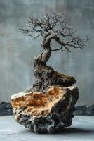 Ancient Bonsai on Rugged Rock Formation photo