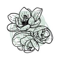 Hand drawn line art magnolias in bloom top view. illustration of spring flowers. Elegant doodle of beautiful flowers on green sketched background. Graphic assets for print and online designs. vector