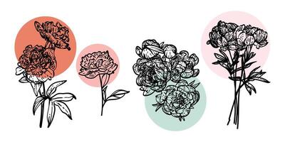 Hand drawn line art peonies on stems with blooms. illustrations set of spring flowers. Elegant sketchy doodles of beautiful flowers. Graphic assets for print and online designs. vector