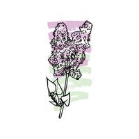 Hand drawn line art lilac. illustration of spring flower. Elegant doodle of beautiful flower on pastel lila and green sketched background. Graphic assets for print and online designs. vector
