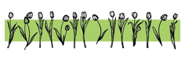 Hand drawn line art tulips on stems with blooms. illustrations set of spring flowers. Elegant sketchy doodles of beautiful flowers. Graphic assets for print and online designs. vector