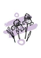 Hand drawn line art irises on stems with leaves and buds. illustrations set of spring flowers. Elegant doodles of beautiful flowers on sketched lila. Graphic assets for print and online design vector