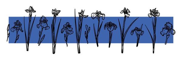 Hand drawn line art iris flowers on stems with blooms and leaves. illustrations set of spring flowers. Elegant sketchy doodles of beautiful flowers. Graphic assets for print and online designs. vector