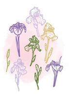 Hand drawn line art irises on stems with leaves. illustrations set of spring flowers. Elegant sketchy doodles of beautiful flowers. Graphic assets for print and online designs. vector