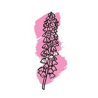 Hand drawn line art Persian lily, fritillaria. illustration of spring flower. Elegant doodle of beautiful flower on a pink sketched background. Graphic assets for print and online designs. vector