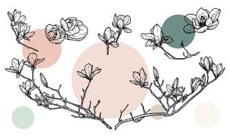 Hand drawn line art magnolias on branches or in bloom. illustrations set of spring flowers. Elegant sketchy doodles of beautiful flowers. Graphic assets for print and online designs. vector