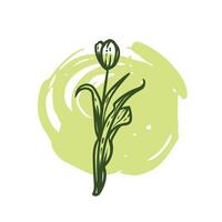 Hand drawn line art tulip with leaves and bloom. illustration of spring flower. Elegant doodle of beautiful flower on sketched background. Graphic assets for print and online designs. vector