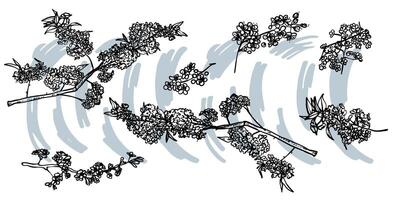 Hand drawn line art cherry blossoms on branches. illustrations set of spring flowers. Elegant sketchy doodles of beautiful flowers. Graphic assets for print and online designs. vector