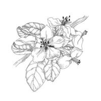 linear botanic illustration. Branch with apple flower and leaves. Classic retro design element. vector
