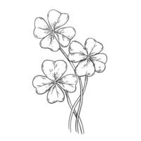 Hand drawn stalks of clover. St. Patrick's Day symbol of luck. Shamrock Irish folklore vector