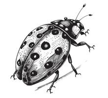 Hand drawn ink sketch of ladybug isolated on white background. illustration. Drawing in vintage style. vector