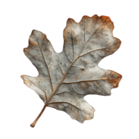Detailed Close Up of an Autumn Maple Leaf with Intricate Veins and Textures, Isolated on a Transparent Background png