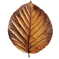 Close up View of a Detailed Dry Leaf with Rich Texture and Natural Patterns for Creative Design Projects png