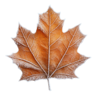 Detailed Close Up of Frosted Maple Leaf with Intricate Veins and a Warm Brown Color Against a Transparent Background png
