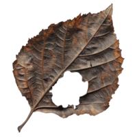 Detailed Close up of a Brown, Decayed Leaf with Textured Surface and a Unique Hole in the Center png